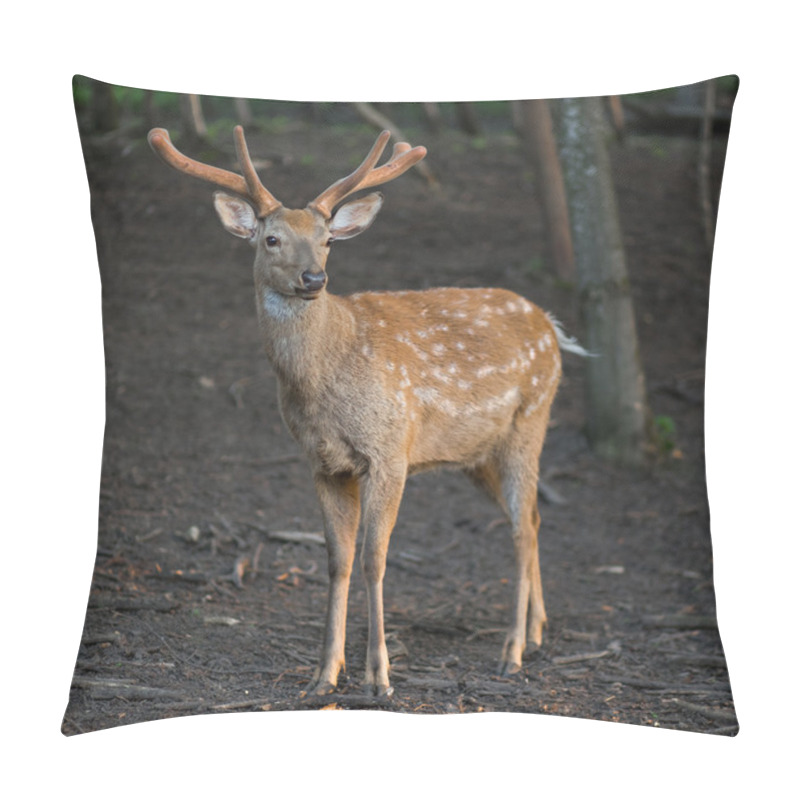 Personality  The Male Of Dappled Deer Standing In The Forest. Pillow Covers