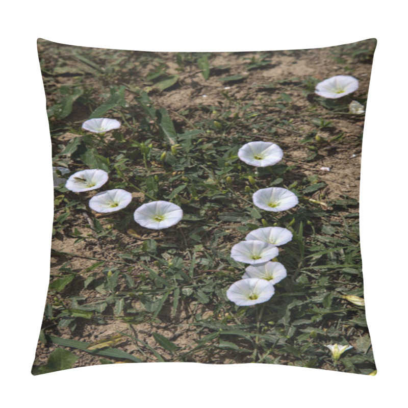 Personality  Convolvulus Flowers With Grass On A Bare Ground Pillow Covers