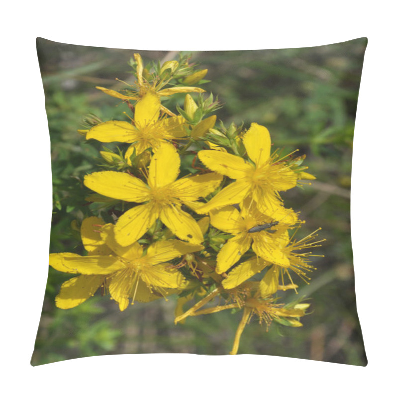 Personality  It Blooms In The Wild Hypericum Perforatum Pillow Covers