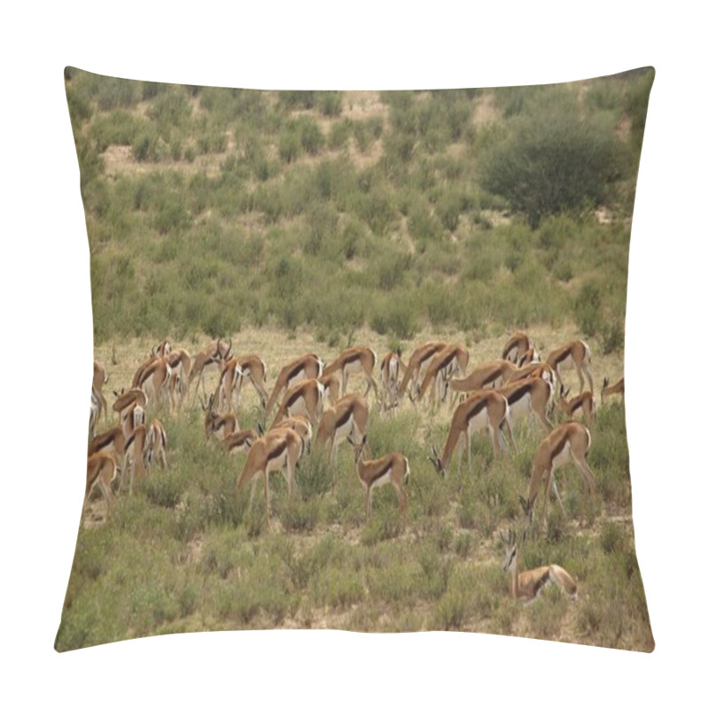 Personality  Herd Of Springboks (Antidorcas Marsupialis) Walking On Red Sand In Kalahari Desert In The Green Grass. Pillow Covers