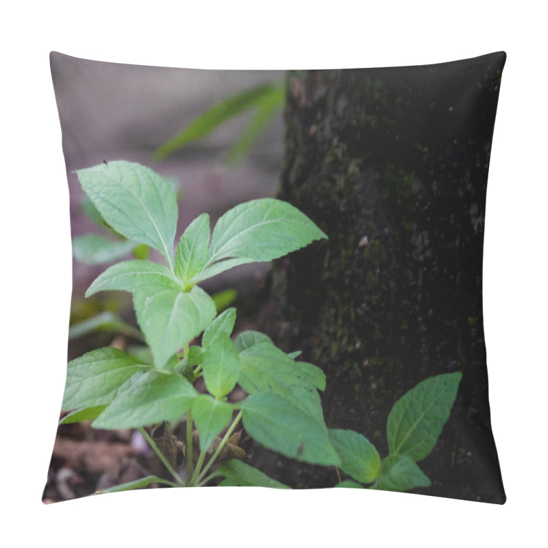 Personality  Green Wild Plants That Grow Anywhere Pillow Covers