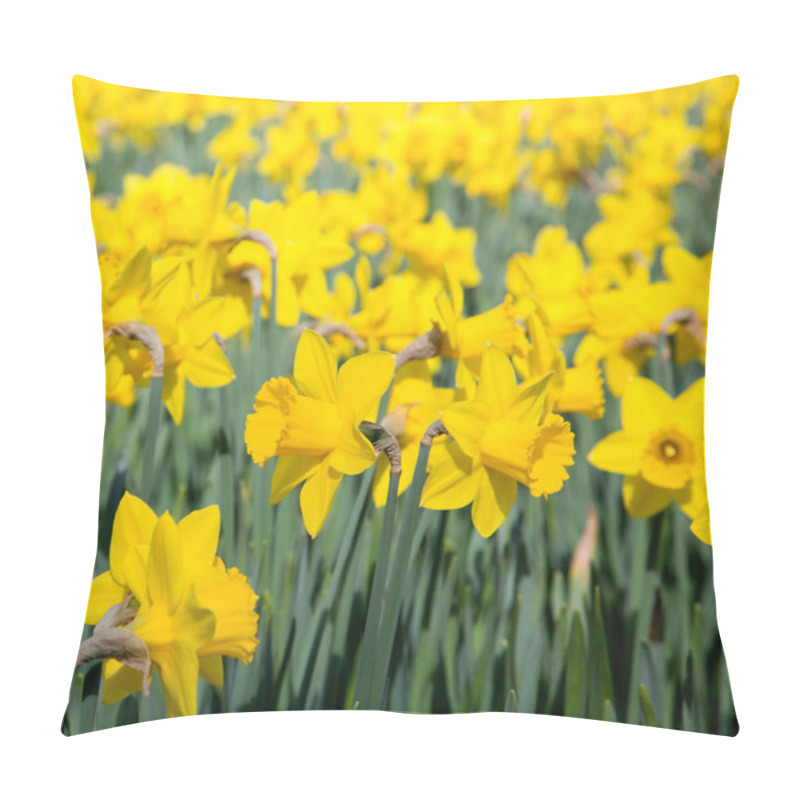 Personality  Field Of Bright Yellow Daffodils In The Sun Pillow Covers