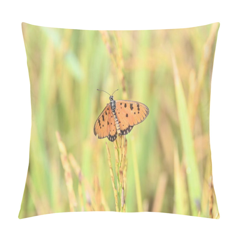 Personality  Acraea Terpsicore Ortawny Coster Butterfly. Lt Is A Small Leathery-wingedbutterfly. Butterfly Sitting On The Paddy Plants.  It Belongs To TheNymphalidaeor Brush-footed Butterfly Family. Pillow Covers