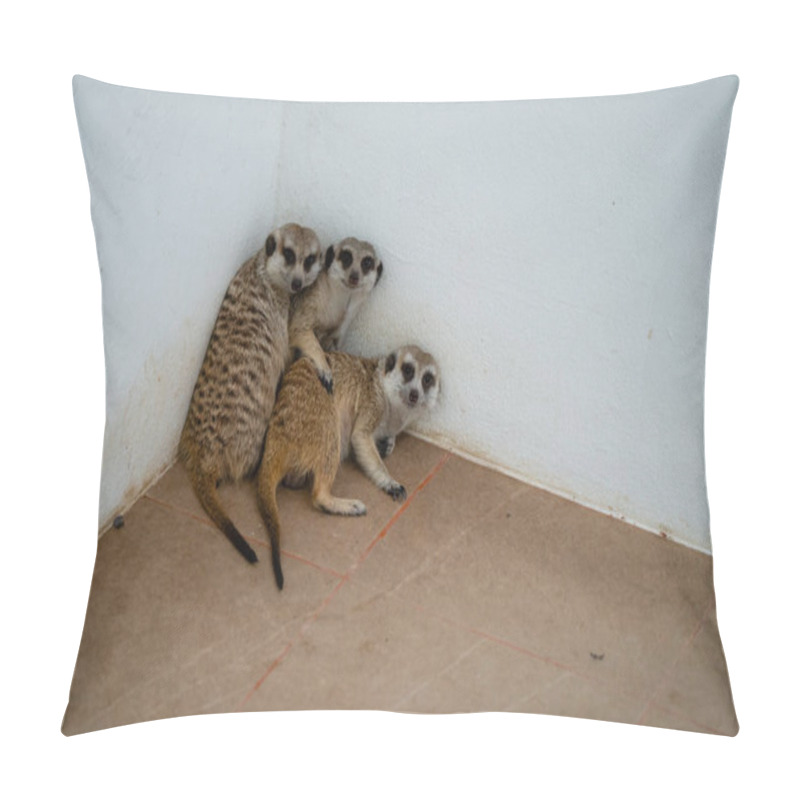 Personality  Three Meerkats Are Gathered Closely In A Corner Of Their Enclosure, Enjoying Each Other's Company While Basking In The Warm Sunlight At The Sanctuary. Pillow Covers