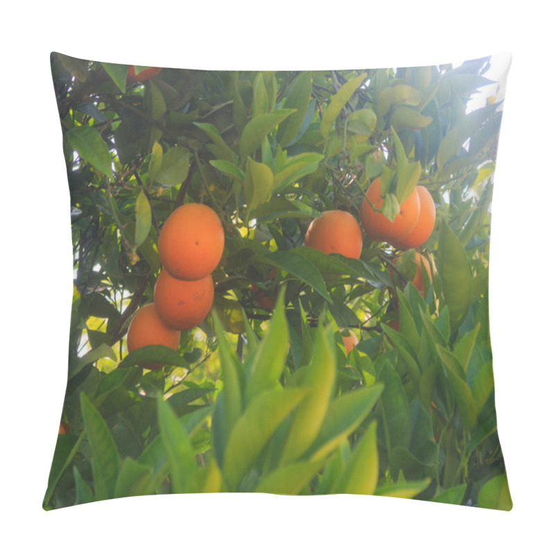 Personality  Orange Tree With Orange Fruit Pillow Covers