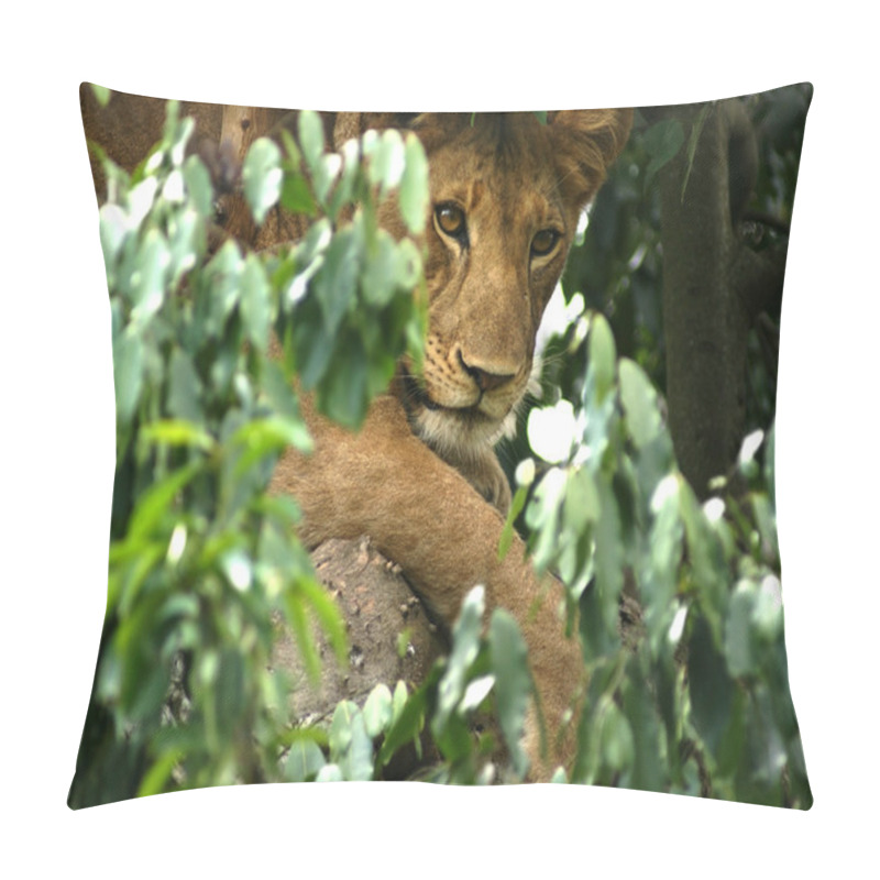 Personality  Lion In Africa Pillow Covers