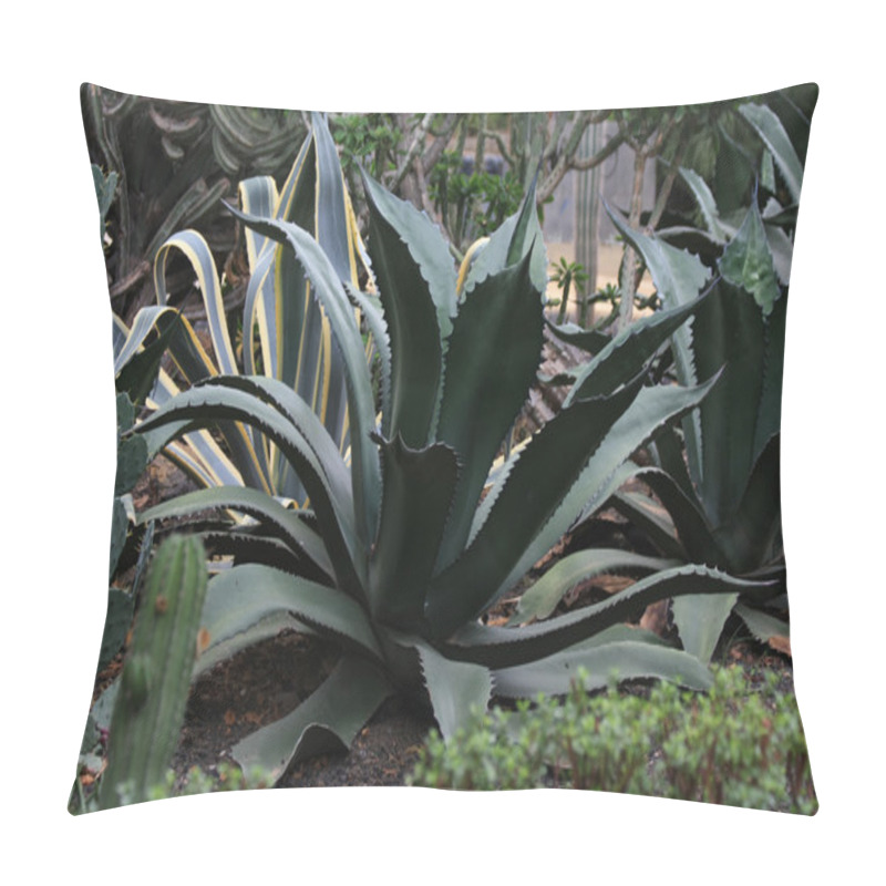 Personality  Agave Plants Pillow Covers