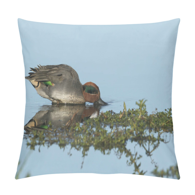 Personality  A Stunning Drake Teal Duck, Anas Crecca, Dabbling For Food At The Edge Of A Freshwater Lake, On The Norfolk, Coast. Pillow Covers