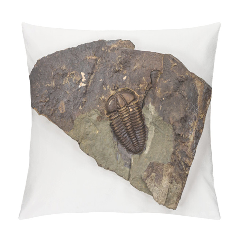 Personality  The Detail Of Big Brown Isolated Trilobite Pillow Covers