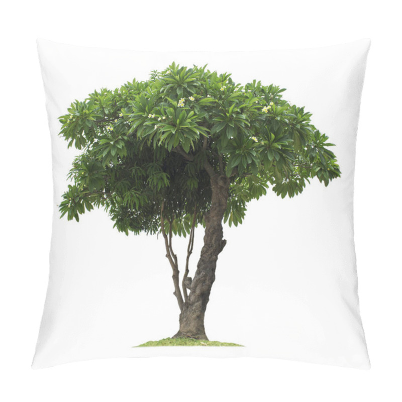 Personality  Plumeria Tree Isolated On White Background With Clipping Paths For Garden Design.Tropical Trees Popularly Used To Decorate The Garden Outside The Building. Pillow Covers