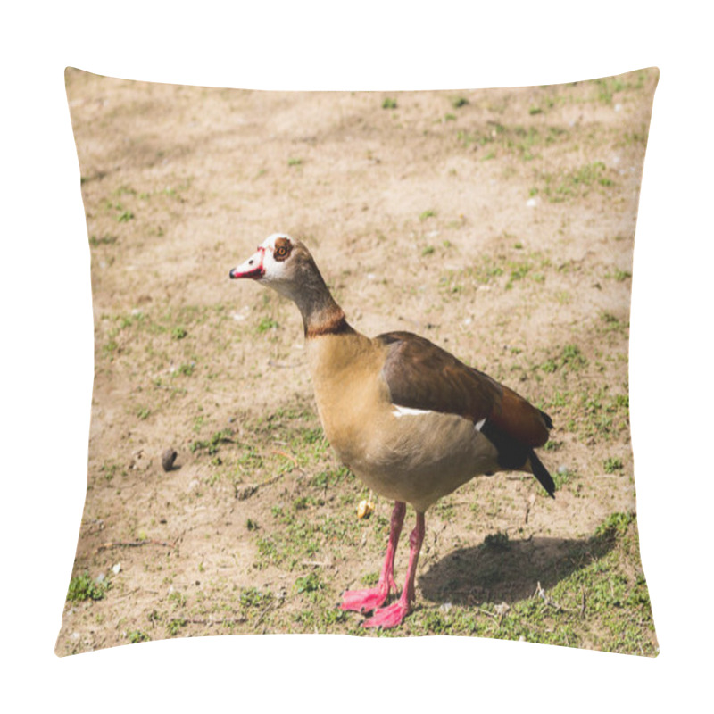 Personality  Beautiful Wild Ducks Raised In Captivity Pillow Covers