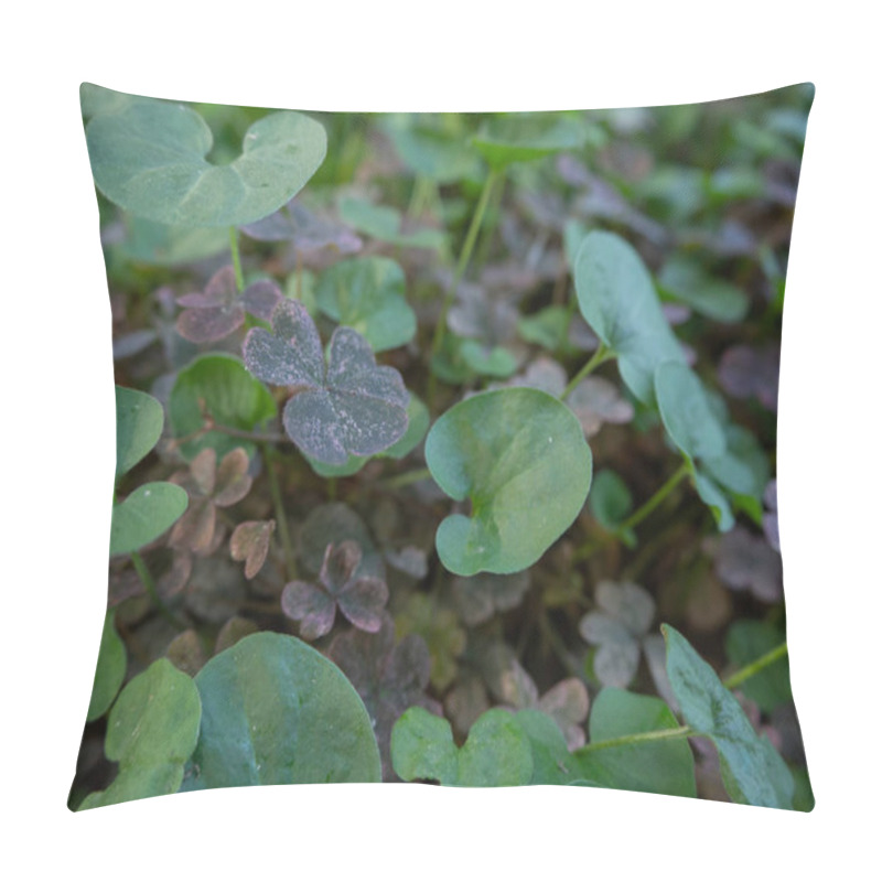 Personality  Pink Clover And Dichondra Leaves Growing In The Lawn Pillow Covers