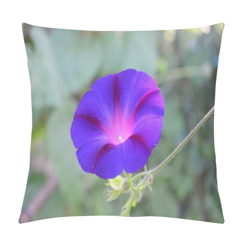 Personality  Morning Glory Pillow Covers