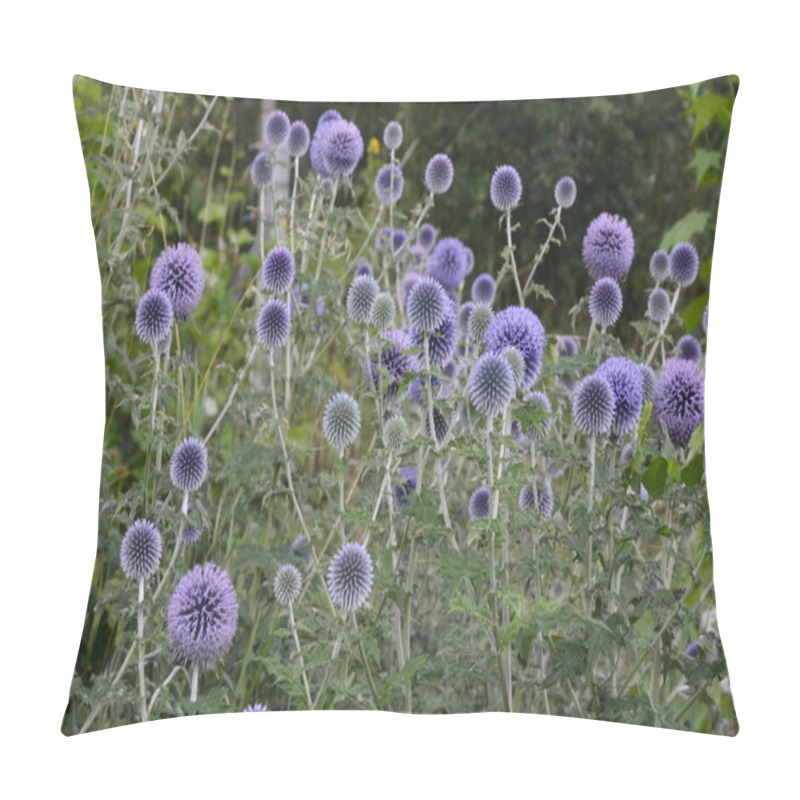 Personality  Echinops Ritro L, Globe Thistle , Small Globe Thistle.Echinops Flowers In The Garden.Blue Balls Flowers Of Echinops Ritro Known As Southern Globethistle In Ukraine Pillow Covers