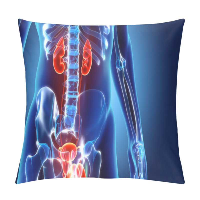 Personality  3D Illustration Of Urinary System, Medical Concept. Pillow Covers