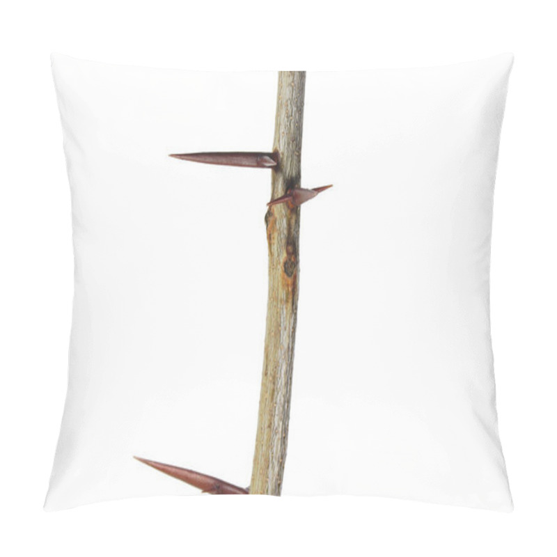 Personality  A Branch Of A Tree With Sharp Long Xiphoid Thorns On A White Background. Pillow Covers