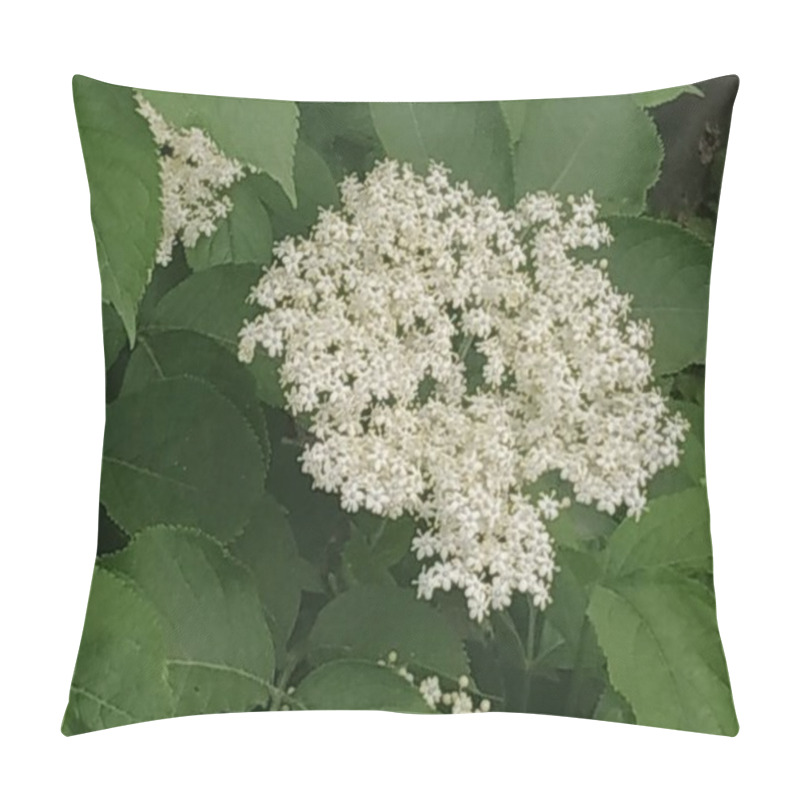 Personality  Elderberry (Sambucus) Is A Genus Of Flowering Plants In The Adoxaceae Family. Pillow Covers