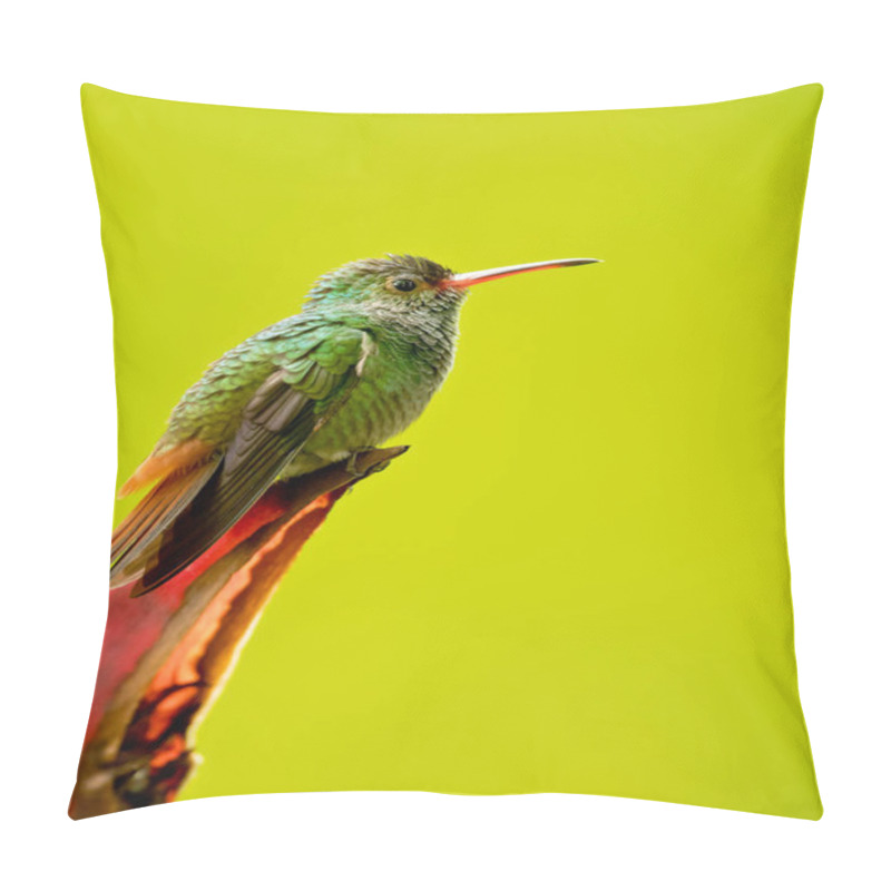 Personality  Rufous-tailed Hummingbird (Amazilia Tzacatl) Is A Medium-sized Hummingbird That Breeds From East-central Mexico, Through Central America And Colombia, East To Western Venezuela And South Through Western Ecuador To Near The Border With Peru. Pillow Covers