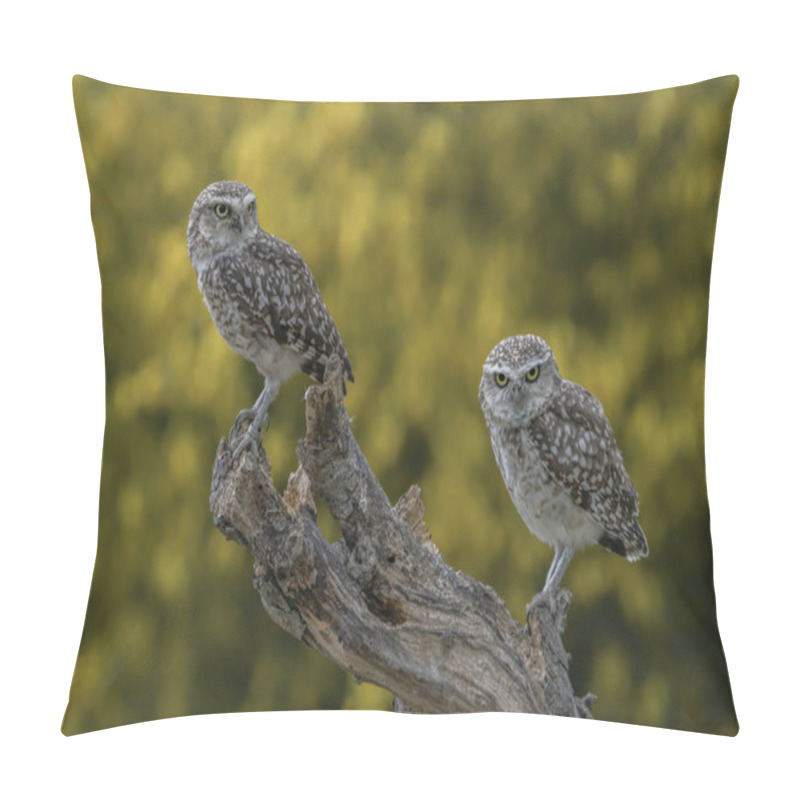 Personality  Two Cute Burrowing Owls (Athene Cunicularia) Sitting On A Branch. Burrowing Owl Alert On Post. Green Bokeh Background. Pillow Covers