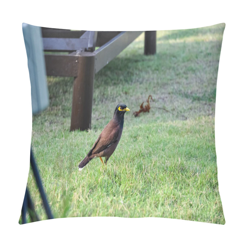 Personality  Myna Bird Walks Along The Promenade Of A Hotel In Thailand Pillow Covers