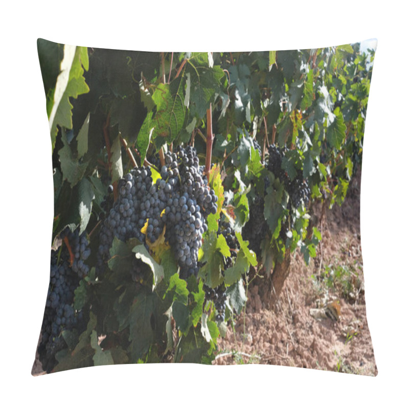 Personality  Bunches Of Grapes On The Vines. Pillow Covers