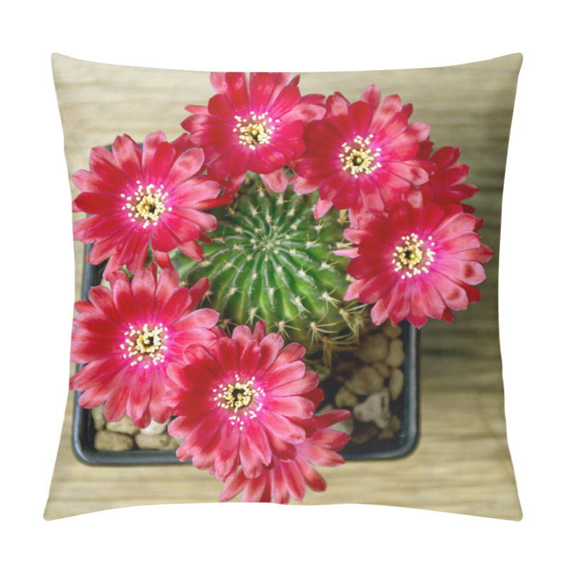 Personality  Pot Of Red Flowers Of Lobivia Spp. In Cactus Garden. Pillow Covers