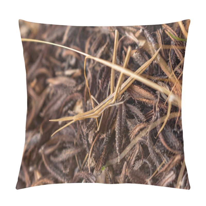 Personality  Discover The Fascinating Camouflage Of A Stick Insect Blending In With Plant Branches, Showcasing The Intricate Mimicry Of Nature's Creatures In Cyprus Pillow Covers