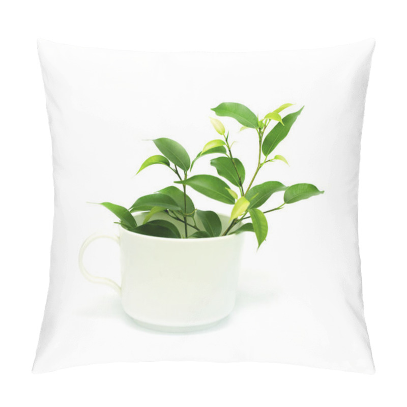 Personality  Ficus In The Pot Pillow Covers