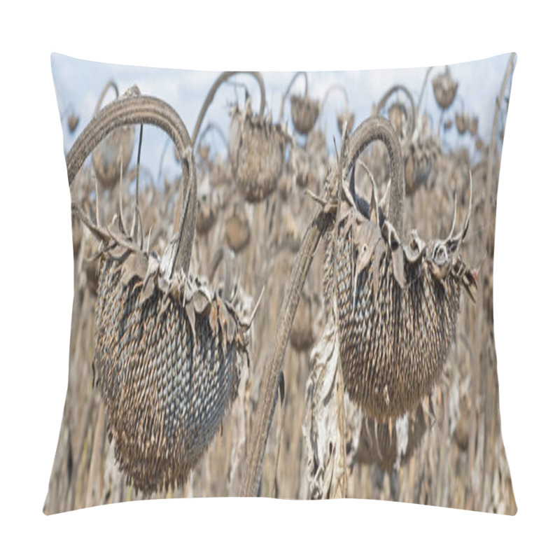 Personality  Withered Sunflowers In The Autumn Field Against Blue Sky. Ripene Pillow Covers