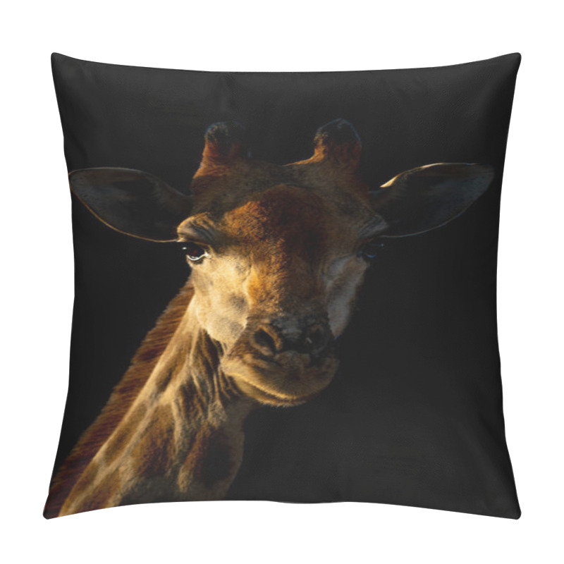 Personality  Close-up Of Southern Giraffe With Black Background Pillow Covers