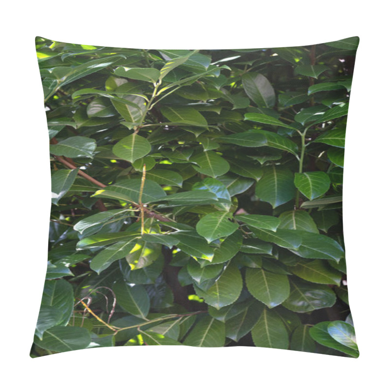 Personality  Laurel Bush Close Up In Garden Pillow Covers