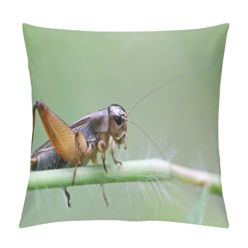 Personality  Cricket Nymphs Pillow Covers