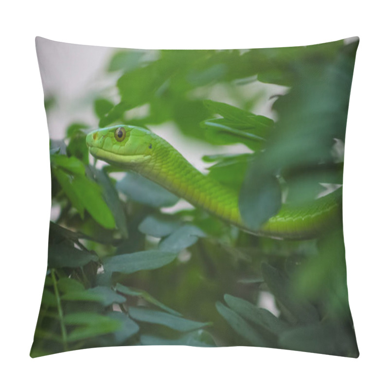 Personality  A Venomous Green Mamba Tree Snake In A South African Wildlife Preserve  Pillow Covers