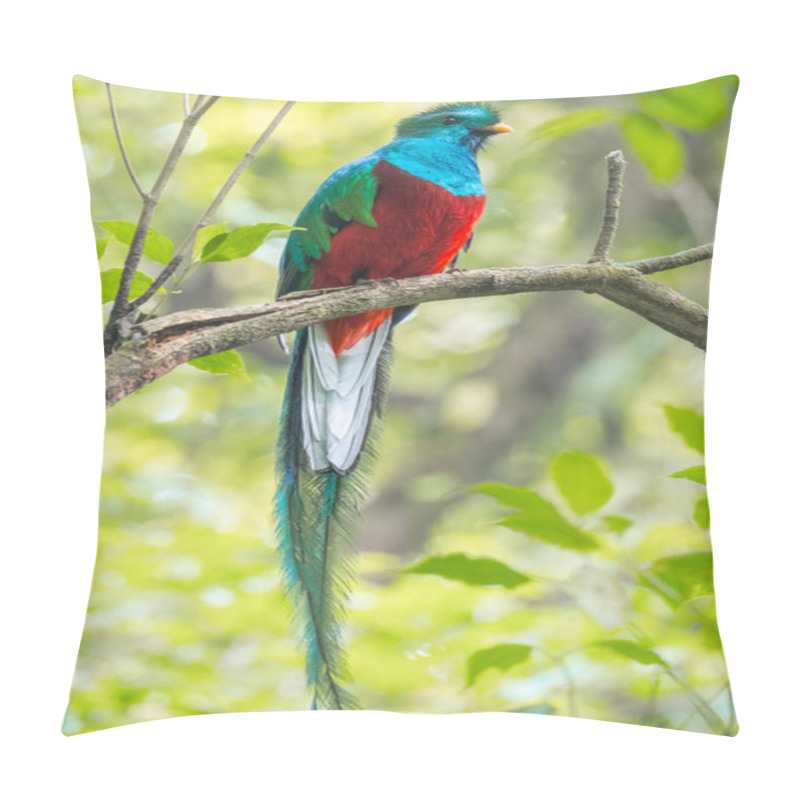 Personality  Male Of Resplendent Quetzal (Pharomachrus Mocinno) Sits On The Tree Branch In The Forest Of Monteverde National Park, Costa Rica Pillow Covers