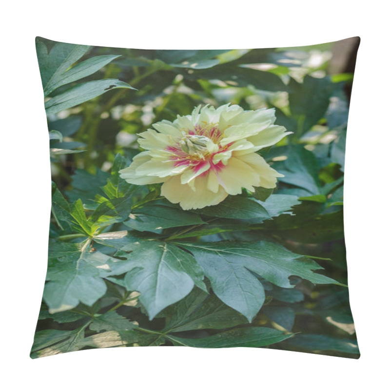 Personality  Beautiful Tree Peonies On A Sunny Day In The Garden. Growing Flowers. Pillow Covers