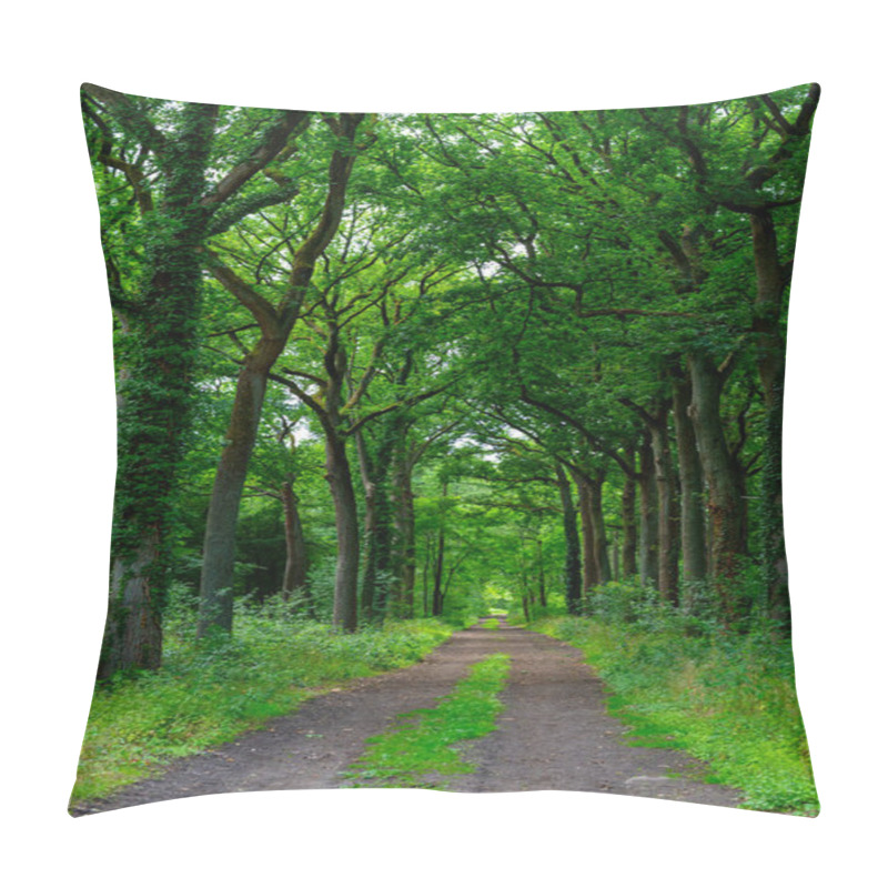 Personality  Summer Hiking In Old Oak Forest With Large Green Trees Pillow Covers