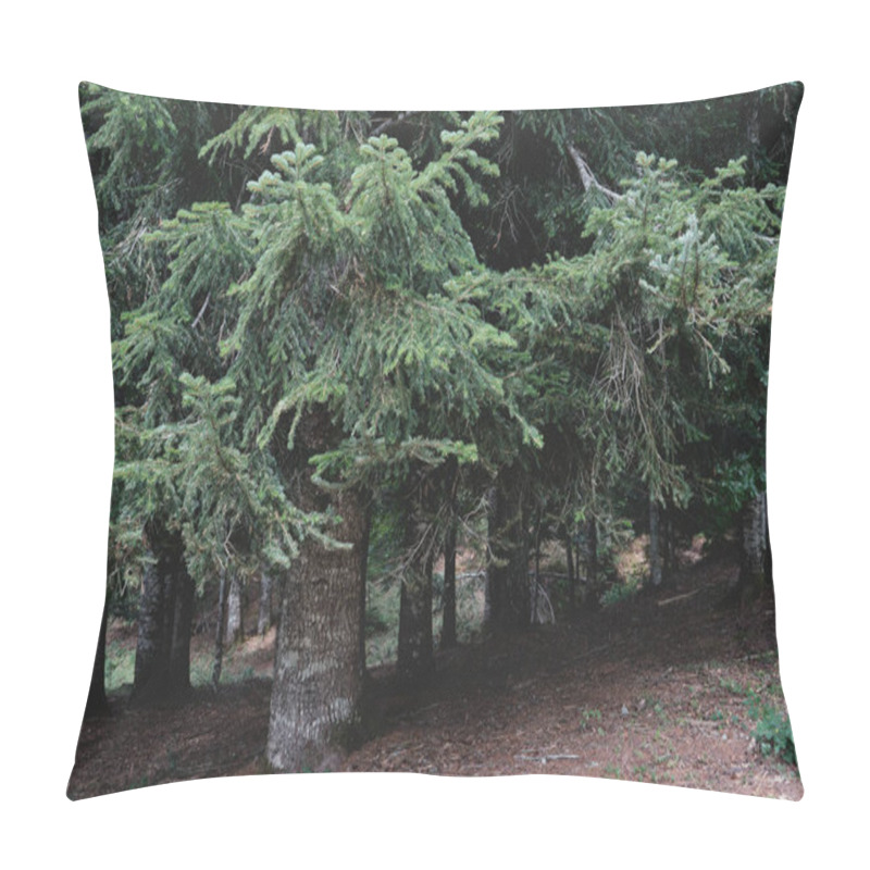 Personality  Abies Alba Or European Silver Fir Evergreen Forest, Coniferous Trees With Green Needle-like Foliage Pillow Covers