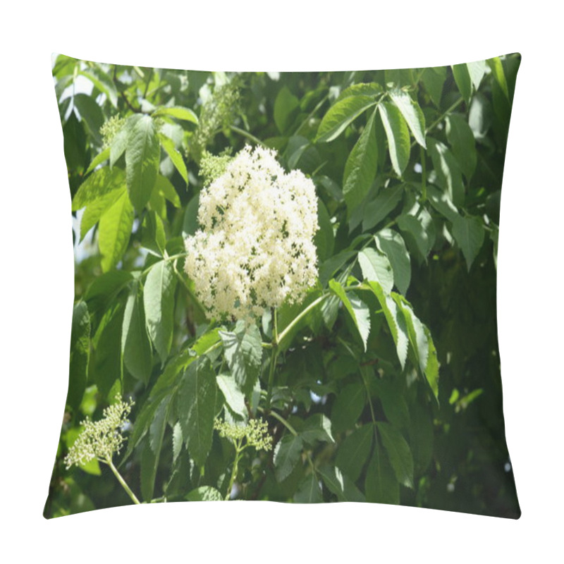 Personality  Elderberry (Sambucus) Is A Genus Of Flowering Plants In The Adoxaceae Family. Pillow Covers