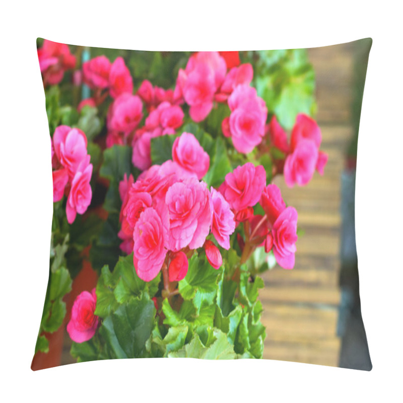 Personality  Begonia Flower. Pillow Covers