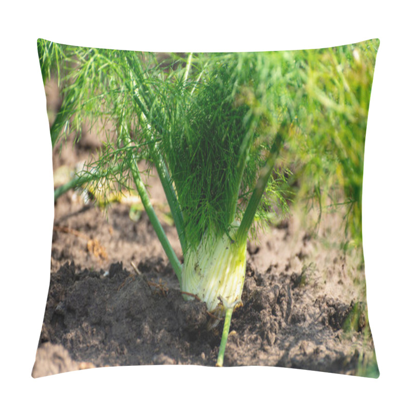 Personality  Farm Field With Growing Green Annual Florence Fennel Bulbing Plants, Foeniculum Vulgare Azoricum. Pillow Covers