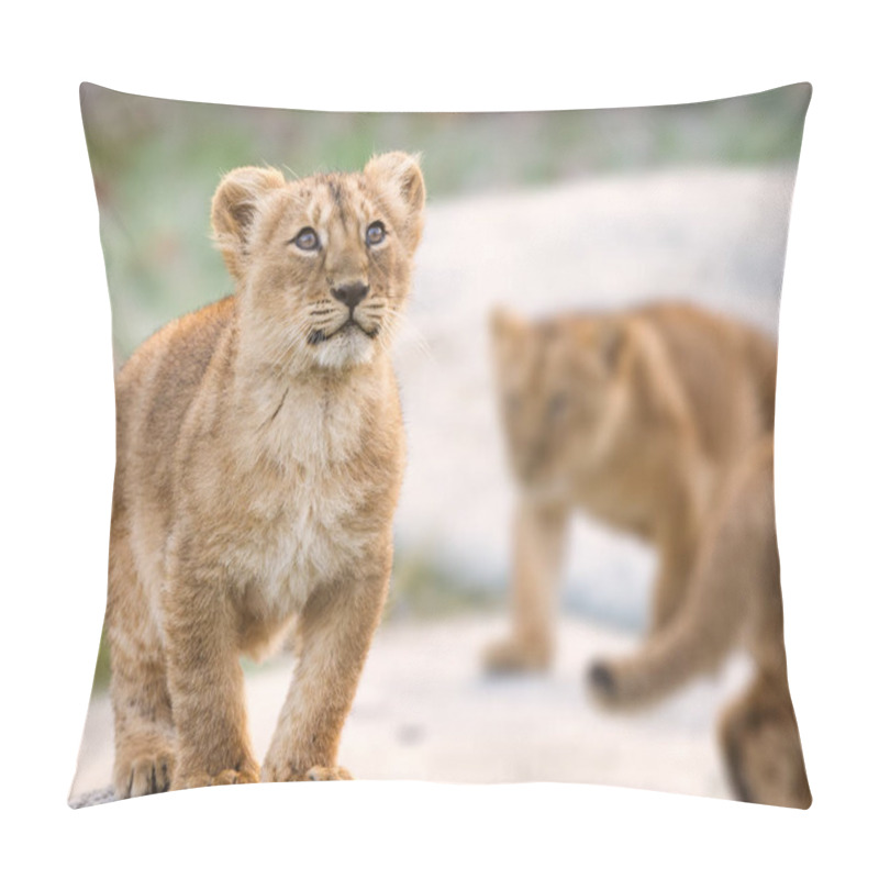 Personality  Lion Cubs (asiatic) On Blurred Background Pillow Covers