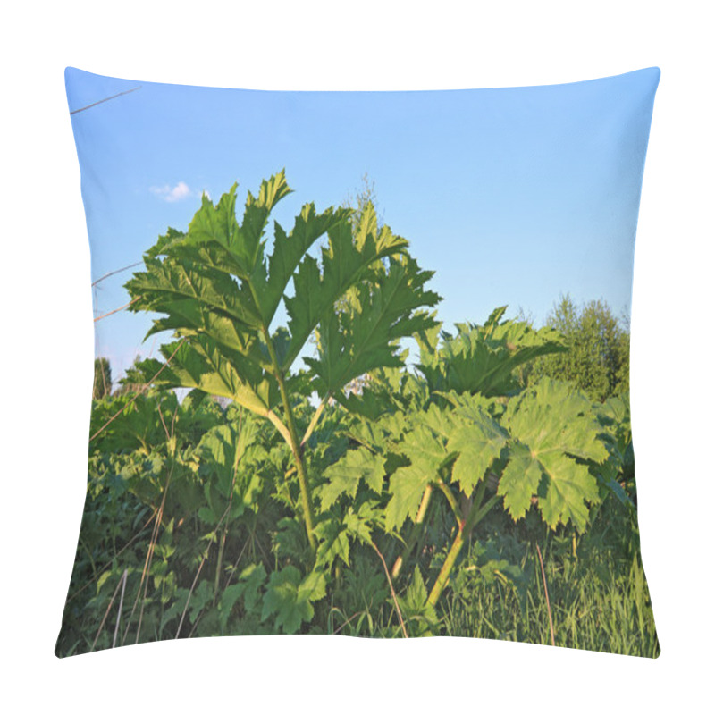 Personality  Green Sheet Hogweed On Celestial Background Pillow Covers