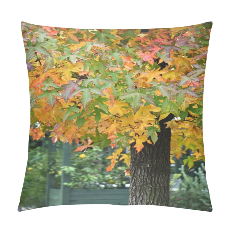 Personality  American Sweetgum (Liquidambar Styraciflua) Autumn Leaves. Altingiaceae Deciduous Tree Native To North America. Its Vivid Autumn Leaves Make It A Popular Street Tree. Pillow Covers