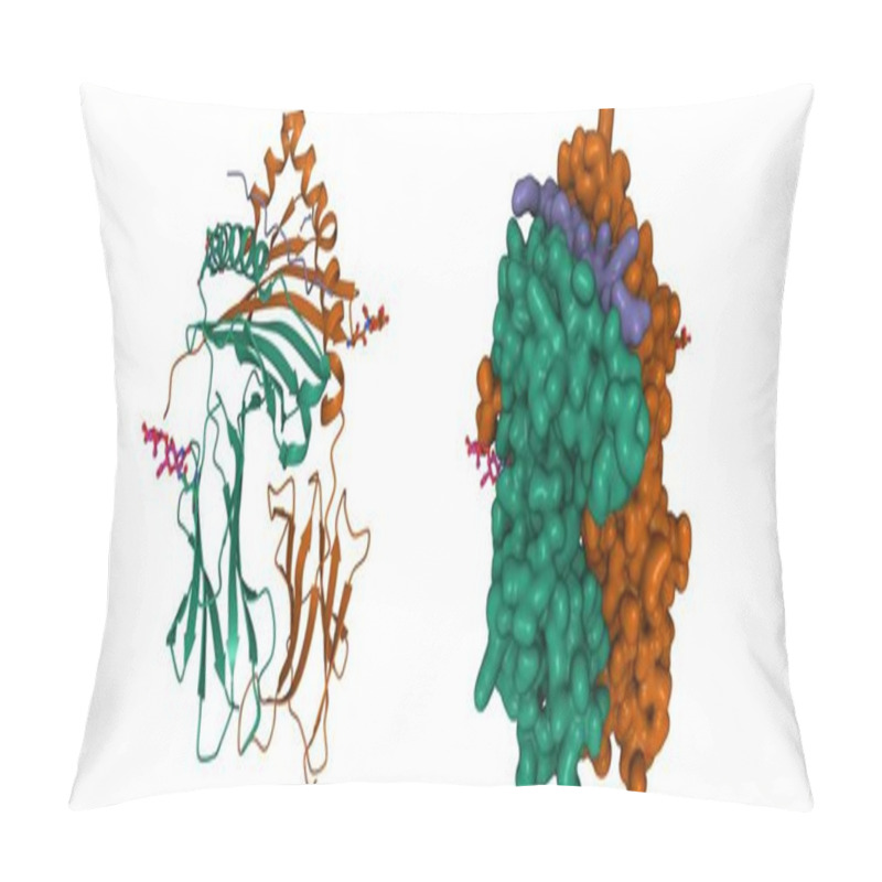 Personality  Structure Of Immune Receptor HLA-DRB1 With Vimentin Bound, 3D Cartoon And Gaussian Surface Models, Chain Id Color Scheme, Based On PDB 4mdj, White Background Pillow Covers