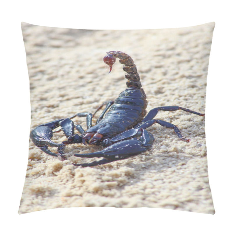 Personality  One Scorpion On Sand With Claws And Sting  Pillow Covers