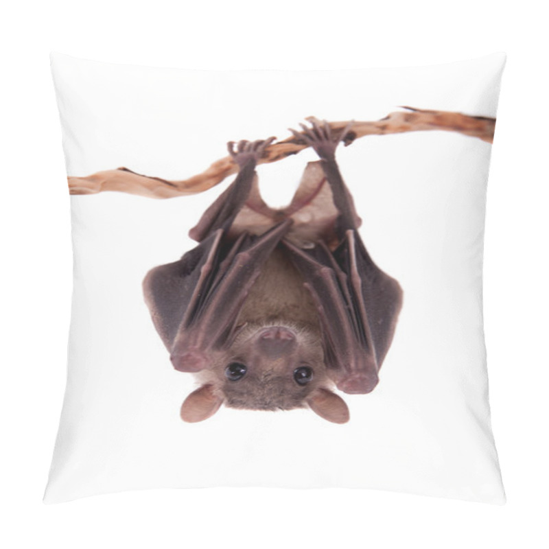 Personality  Egyptian Fruit Bat Isolated On White Pillow Covers