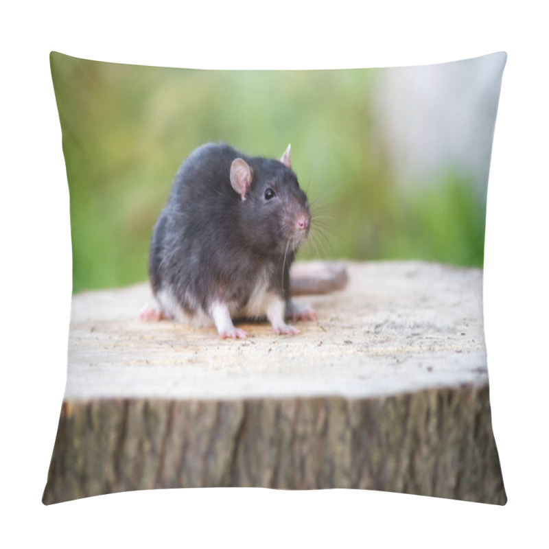 Personality  Beautiful Black Pet Rat Portrait Outdoors Pillow Covers