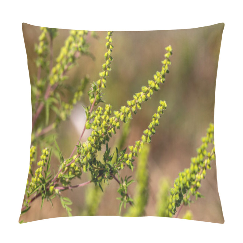 Personality  Artemisia Ragweed Causes Autumn Allergies. It Is Also Called Annual Ragweed, Bitter Algae, Black Grass, Carrot Weed, Hay Fever, Stutter, Castor Oil Plant, Tassel Weed, And American Wormwood Pillow Covers