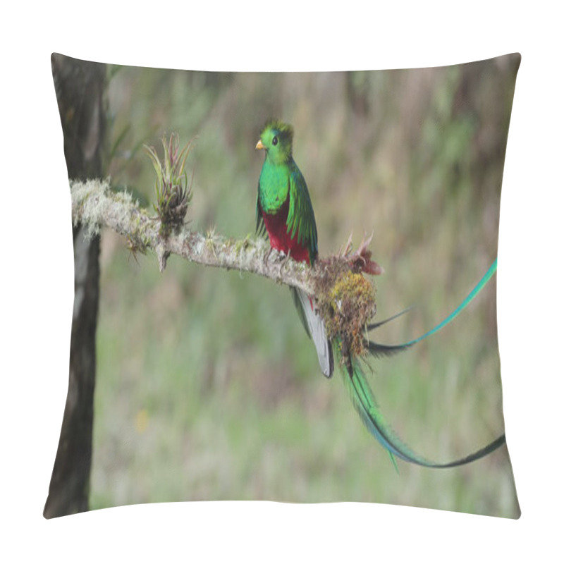 Personality  A Wide Shot Of A Beautifully Sunlit Resplendent Quetzal Male Perched On A Branch At A Cloud Forest Of Costa Rica Pillow Covers