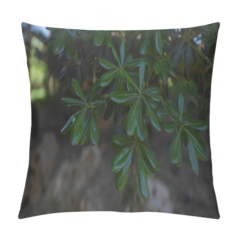 Personality  Close-up Of Glossy Green Schefflera Leaves, A Popular Houseplant, Highlighted In Natural Light. Pillow Covers